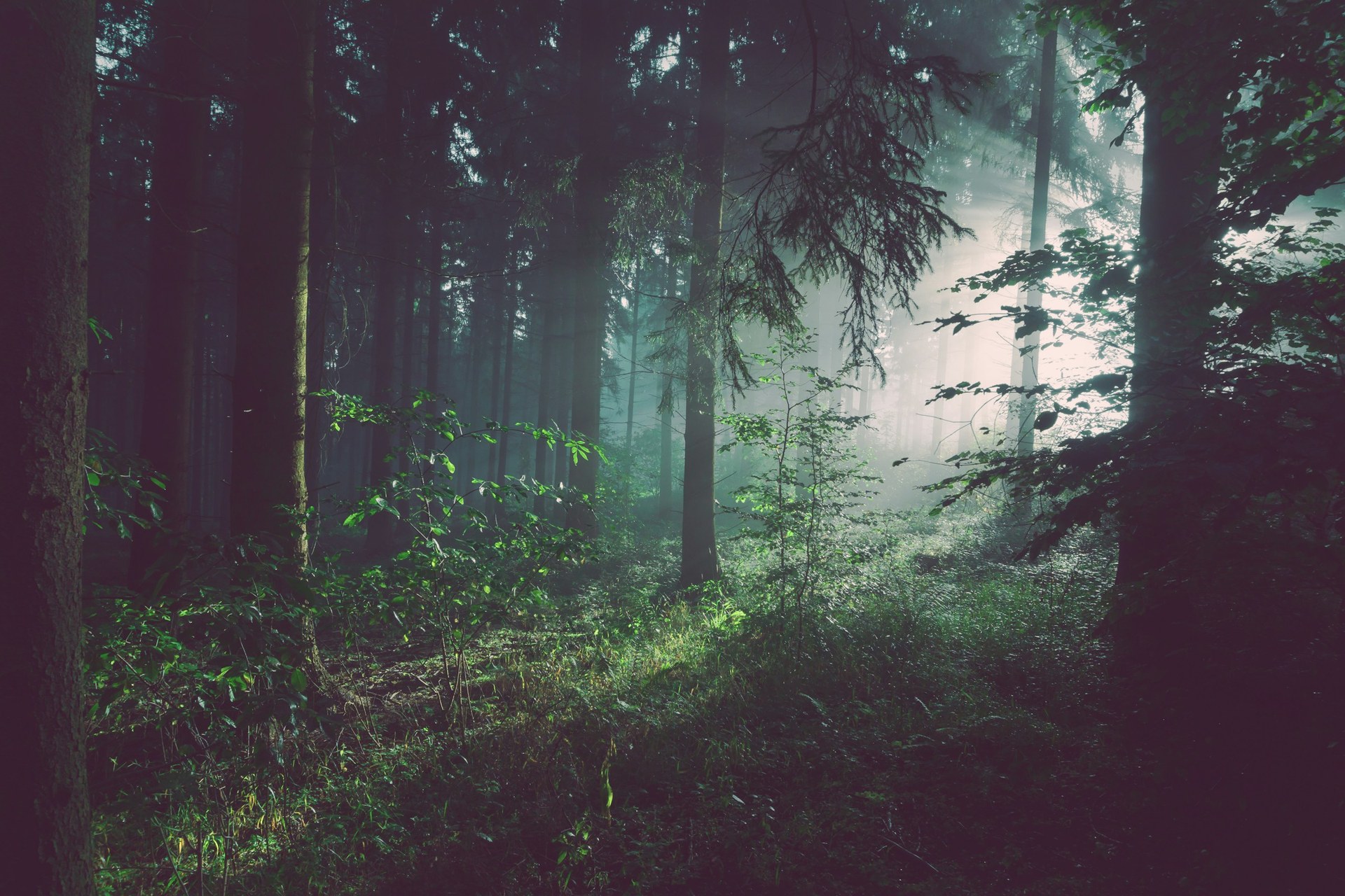 Forêt de Brocéliande